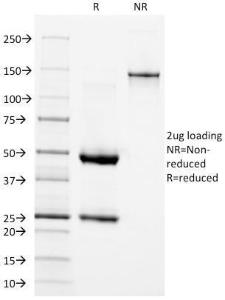 Antibody anti-EGFR GFR1667 100 µg