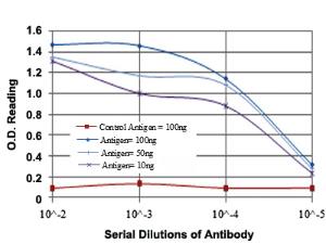 Anti-BLNK Mouse Monoclonal Antibody [clone: 5G9]