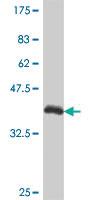 Anti-KLF12 Mouse Polyclonal Antibody