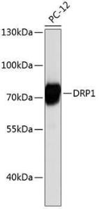 Anti-DRP1 Rabbit Polyclonal Antibody