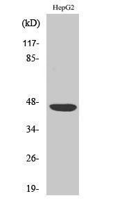 Western blot analysis of various cells using Anti-CXADR Antibody