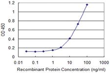 Anti-POLR2J Mouse Monoclonal Antibody [clone: 1A10]