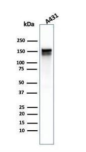 Antibody anti-EGFR GFR1667 100 µg