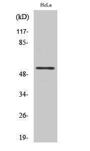 Western blot analysis of various cells using Anti-DP-1 Antibody