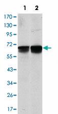 Anti-BLNK Mouse Monoclonal Antibody [clone: 5G9]