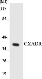 Antibody anti-CXADR A97594-100 100 µg