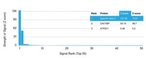 Analysis of protein array containing more than 19,000 full-length human proteins using Anti-beta III Spectrin Antibody [SPTBN2/1583] Z-Score and S- Score