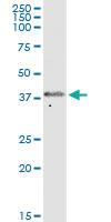 Anti-FOXS1 Mouse Polyclonal Antibody