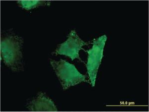 Anti-RASSF3 Mouse Monoclonal Antibody [clone: 3A5]