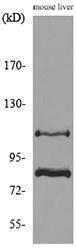 Antibody anti-C µl4B 100 µg