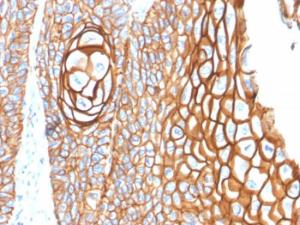 Immunohistochemical analysis of formalin-fixed, paraffin-embedded human skin using Anti-CD9 Antibody [P1/33/2]