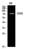 Western blot analysis of extracts from KB cells using Anti-CD93 Antibody