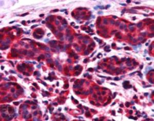 EB05869 (2.5 µg/ml) staining of paraffin embedded Human Breast. Steamed antigen retrieval with citrate buffer pH 6, AP-staining.