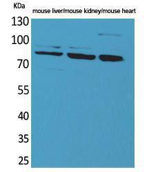 Antibody anti-C µl4B 100 µg