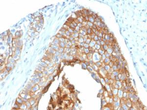 Immunohistochemical analysis of formalin-fixed, paraffin-embedded human cervix using Anti-CD9 Antibody [P1/33/2]