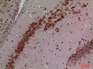 Antibody anti-C µl4B 100 µg