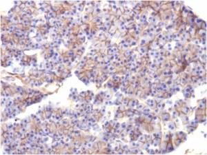 Immunohistochemical analysis of formalin-fixed, paraffin-embedded rat pancreas using Anti-beta III Spectrin Antibody [SPTBN2/1584]