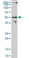 Anti-CPSF6 Mouse Monoclonal Antibody [clone: 1C5]