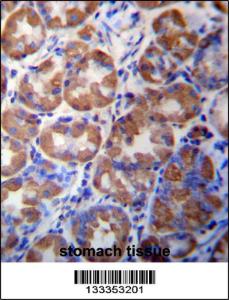 Anti-WDR89 Rabbit Polyclonal Antibody (Biotin)