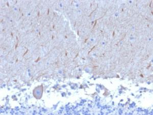 Immunohistochemical analysis of formalin-fixed, paraffin-embedded human brain using Anti-ATG5 Antibody [ATG5/2553]