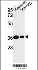 Anti-TAZ Rabbit Polyclonal Antibody