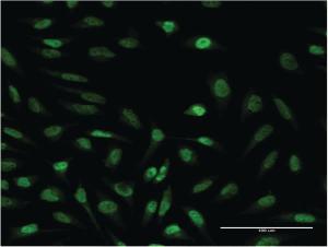 Anti-SUPT4H1 Mouse Monoclonal Antibody [clone: 3G4]