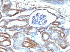 Immunohistochemical analysis of formalin-fixed, paraffin-embedded mouse kidney using Anti-beta III Spectrin Antibody [SPTBN2/1584]