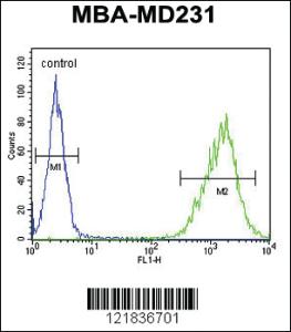 Anti-TAZ Rabbit Polyclonal Antibody