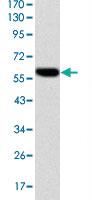 Anti-BLNK Mouse Monoclonal Antibody [clone: 5G9]