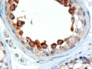 EB05881 (2 µg/ml) staining of paraffin embedded Human Testis. Microwaved antigen retrieval with Tris/EDTA buffer pH9, HRP-staining.