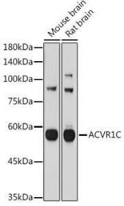 Antibody anti-ACVR1C 100 µl