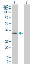 Anti-POMC Mouse Polyclonal Antibody