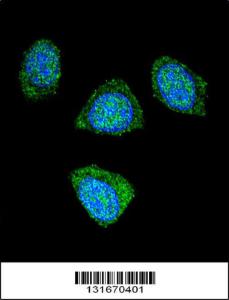 Anti-PDE3B Rabbit Polyclonal Antibody (Biotin)