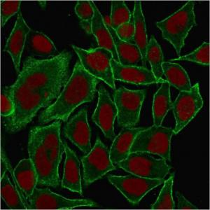 Immunofluorescent analysis of methanol fixed HeLa cells stained with Anti-beta III Spectrin Antibody [SPTBN2/1584] followed by Goat Anti-Mouse IgG (CF&#174; 488) (Green). The nuclear counterstain is RedDot (Red).