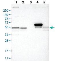 Anti-GP2 Rabbit Polyclonal Antibody