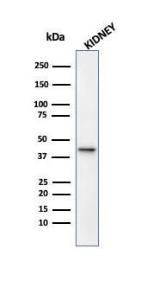 Western blot analysis of human kidney tissue lysate using Anti-AMACR Antibody [13H4]