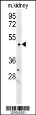 Anti-LCLT1 Rabbit Polyclonal Antibody