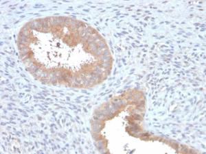 Immunohistochemical analysis of formalin-fixed, paraffin-embedded human uterus using Anti-ATG5 Antibody [ATG5/2553]