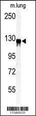 Anti-VCL Rabbit Polyclonal Antibody