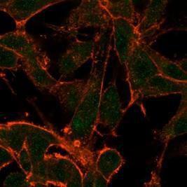 Immunofluorescent analysis of PFA-fixed U87 cells stained with Anti-MED22 Antibody [PCRP-MED22-2A7] followed by Goat Anti-Mouse IgG (CF&#174; 488) (Green) Membrane stained with Phalloidin