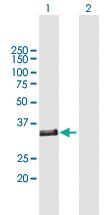 Anti-POMC Mouse Polyclonal Antibody