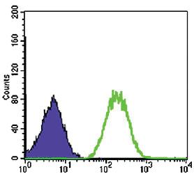 Anti-BLNK Mouse Monoclonal Antibody [clone: 5G9]