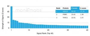 Analysis of protein array containing more than 19,000 full-length human proteins using Anti-AMACR Antibody [13H4