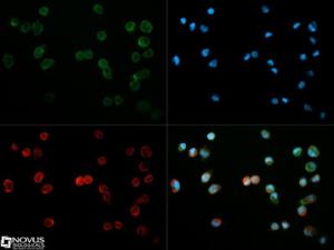 Anti-CD31 Rat Monoclonal Antibody [clone: MEC13.3]