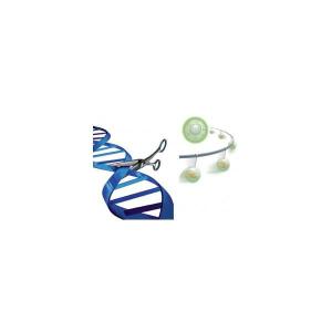 <i>Streptococcus pyogenes</i> Cas9 nuclease