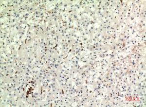 Immunohistochemical analysis of paraffin-embedded human liver using Anti-CD74 Antibody