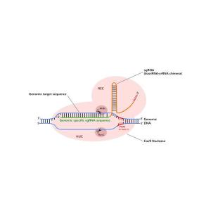 <i>Streptococcus pyogenes</i> Cas9 nuclease