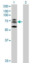 Anti-KIF22 Mouse Polyclonal Antibody