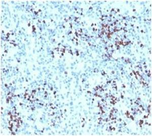 Immunohistochemical analysis of formalin-fixed, paraffin-embedded human spleen tissue using Anti-Myeloperoxidase Antibody