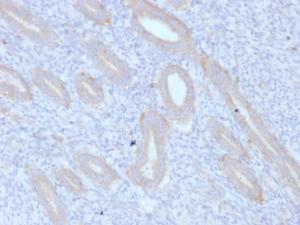 Immunohistochemical analysis of formalin-fixed, paraffin-embedded human endometrium using Anti-ATG5 Antibody [ATG5/2553]